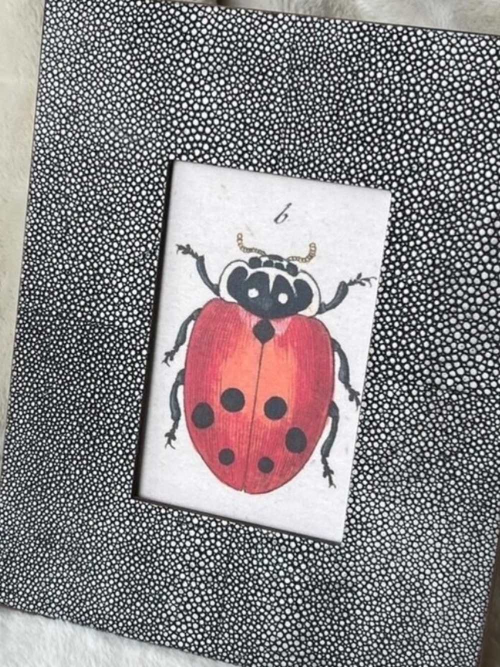 John Derian Art Vintage Apothecary Beetle Print Ballard Designs Print Red Black